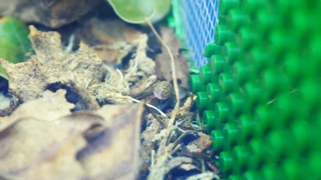 Дикая природа В Террариуме Из Lego смотреть онлайн