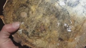 Как высушить спилы чтоб не треснули.Прошел год...