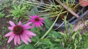 Эхинацея в саду.