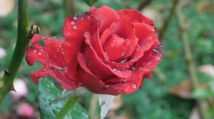 29=09=2025  ПВН  КМР . ОСЕНЬ .ДОЖДЬ.  MP4 (134)