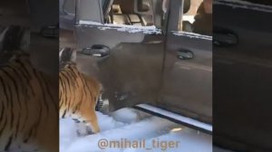 Тигры катаются в машине 🐅❤️😍😘😉