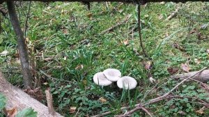 Рядовки Дымки. Говорушки дымчато - серые.