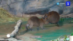 Детёныши капибар проявляют интерес к «взрослой» еде