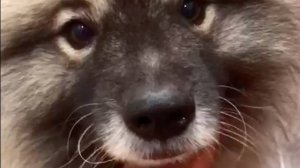 Алопеция Х - не приговор! Как вольфшпиц Филя снова стал пушистым с "Активатором роста шерсти" ЗооЛаб