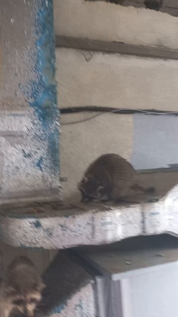 У одного енота три котлеты- а второй еще пытается понять- почему у него нет