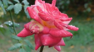 29=09=2025  ПВН  КМР . ОСЕНЬ .ДОЖДЬ.  MP4 (117)