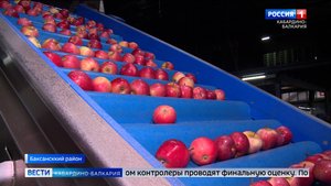 Яблоки из Кабардино-Балкарии покоряют российские регионы