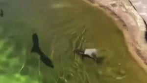 Разборки рыбаков за прикормленное место🎣🐧🤣