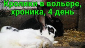 Кролики заселились в вольер, день 4-й, добавили самку Белого Великана