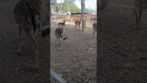 Новый Херсонес.Контактный зоопарк.Севастополь