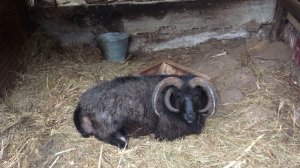 Многорогий  овцебык!