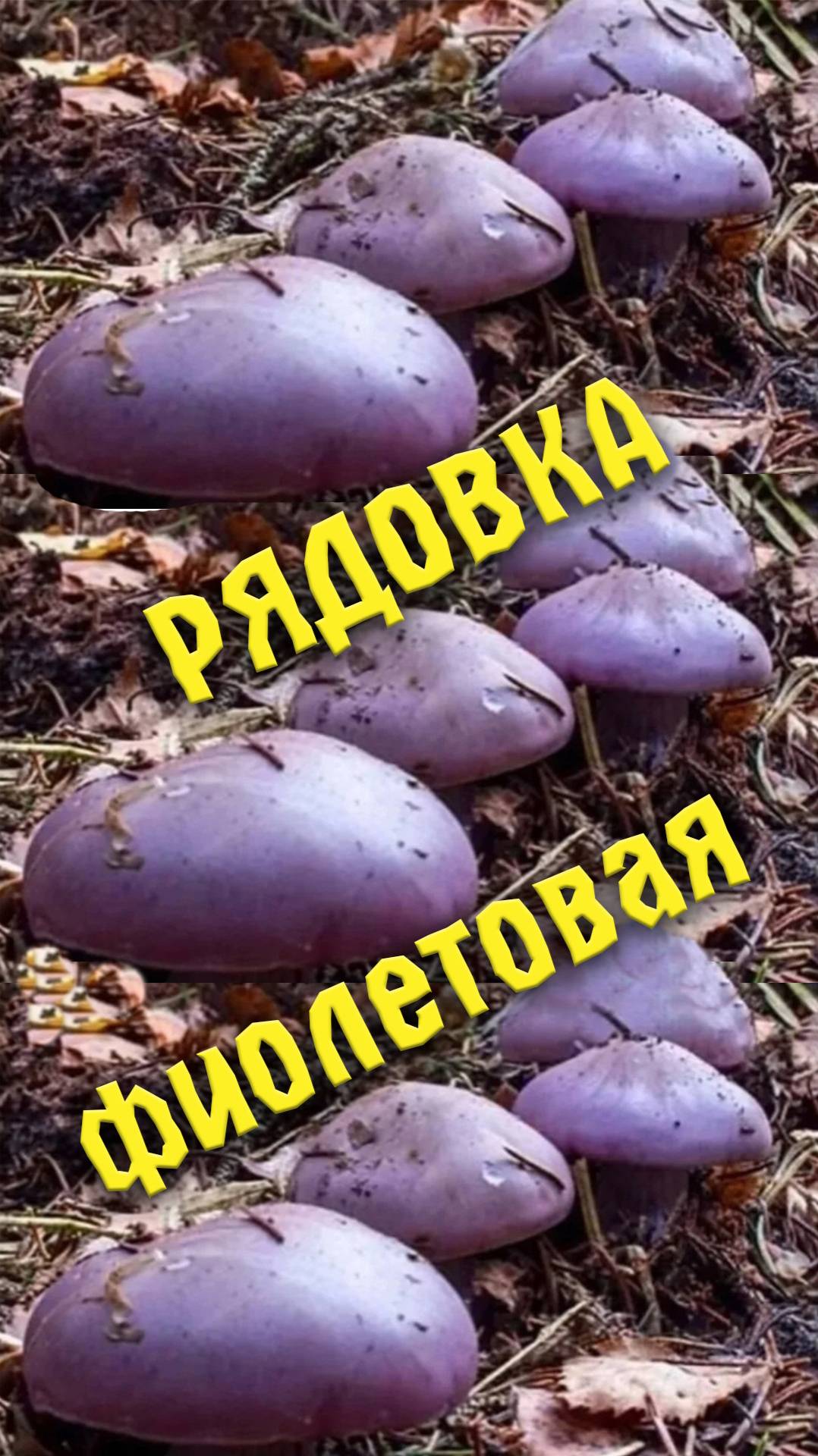 Рядовка Фиолетовая  30.09.25. Подмосковье смотреть онлайн