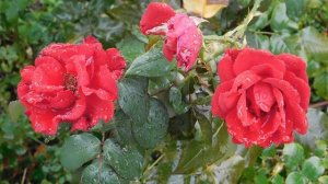 29=09=2025  ПВН  КМР . ОСЕНЬ .ДОЖДЬ.  MP4 (58)