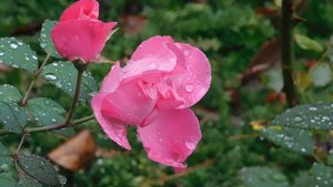 29=09=2025  ПВН  КМР . ОСЕНЬ .ДОЖДЬ.  MP4 (147)