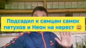 ПОДСАДИЛ К САМЦАМ САМОЕ ПЕТУХОВ И НЕОН НА НЕРЕСТ 😃