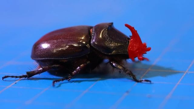 Отряды насекомых: 1000 МУРАВЬЕВ ПРОТИВ ЖУКА НОСОРОГА смотреть онлайн