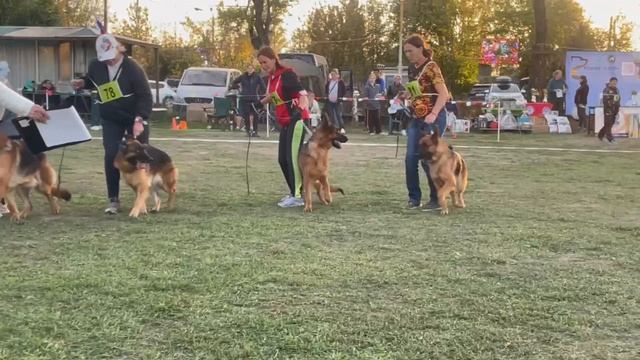 РАБОЧИЙ СУКИ / Кубок НКП РОСТОВ-НА-ДОНУ 28 сентября`25 Z.Najdovski, Е.Близнецова  Моно н/о