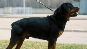 Многодетная мать погибла после драки двух собак из-за наггетсов