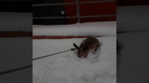 Заяц на прогулке