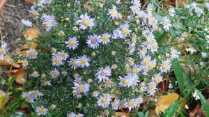 29=09=2025  ПВН  КМР . ОСЕНЬ .ДОЖДЬ.  MP4 (126)