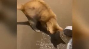 Смешные моменты