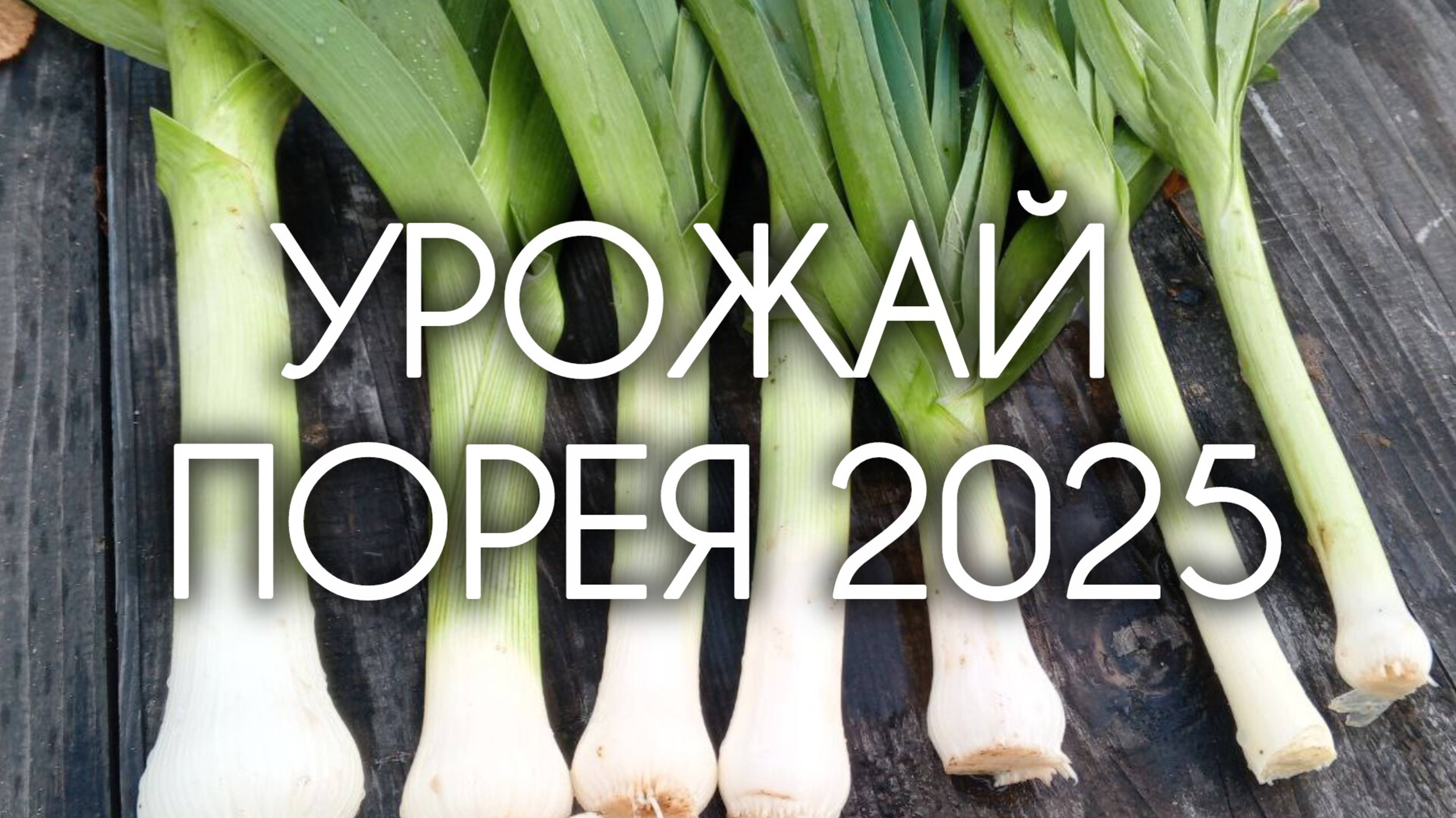 ЛУК ПОРЕЙ 🧅 Урожай 2025 года