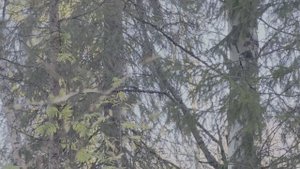 умка работает белку