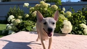 Жужа улыбается-сгенерировано ИИ