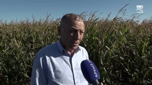 Аграрии КЧР собрали урожай зерновых превышающий прошлогодний на 30%