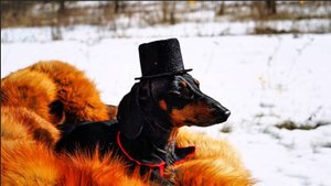 Мы искали медь, а нашли...Юмор.