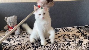 Белый мейн-кун полидакт