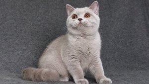 British shorthair female lilac color Born 15.05.25. Британская короткошерстная девочка окрас лиловый