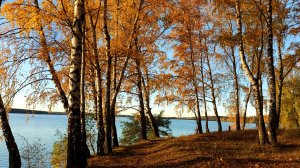 У БЕРЕЗ И СОСЕН 2023