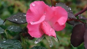 29=09=2025  ПВН  КМР . ОСЕНЬ .ДОЖДЬ.  MP4 (99)