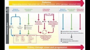 ХБП и диабет - комбинированная терапия: перспективная парадигма улучшения результатов лечения