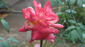 29=09=2025  ПВН  КМР . ОСЕНЬ .ДОЖДЬ.  MP4 (136)