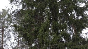 Видеопоэзия. Юрий Кублановский.