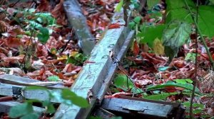 Жители Тверской области собрали тонны мусора в рамках акции -Сделаем-