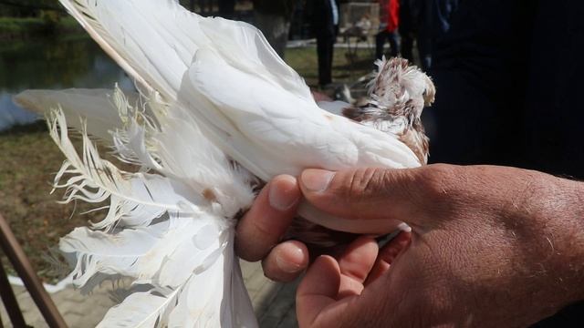 Форум по Узбекским двухчубым голубям . Краснодар 27.09.2025 год. смотреть онлайн
