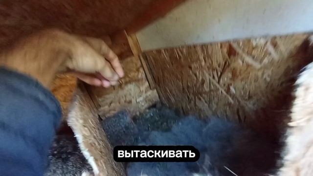 Попрощались с Белкой