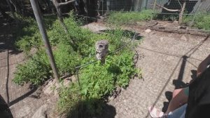 приморский сафари парк, сова, Владивосток, август 2025.