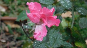 29=09=2025  ПВН  КМР . ОСЕНЬ .ДОЖДЬ.  MP4 (101)