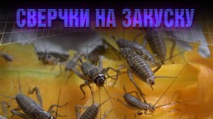 Вкусные насекомые и безалкогольное вино. КОД УЧЁНЫХ