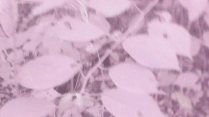 Фрагмент удаления поросли