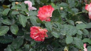 29=09=2025  ПВН  КМР . ОСЕНЬ .ДОЖДЬ.  MP4 (169)