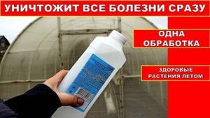 Обработка Теплицы из Поликарбоната осенью! Это средство дезинфекции искоренит все болезни сразу!