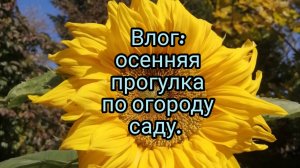 Влог: Прогулка по осеннему саду-огороду.