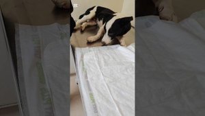 Потоп не прошёл для собак бесследно. Спасённого от собак котёнка отвезла в клинику