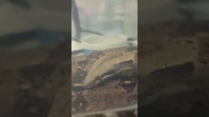 Процесс линьки Мигеллы. 29 сентября 2025 г.