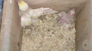 Птенцу #ввп_чехи_попугаи скоро 1 месяц 30/09/ 25 #волнистыйпопугай